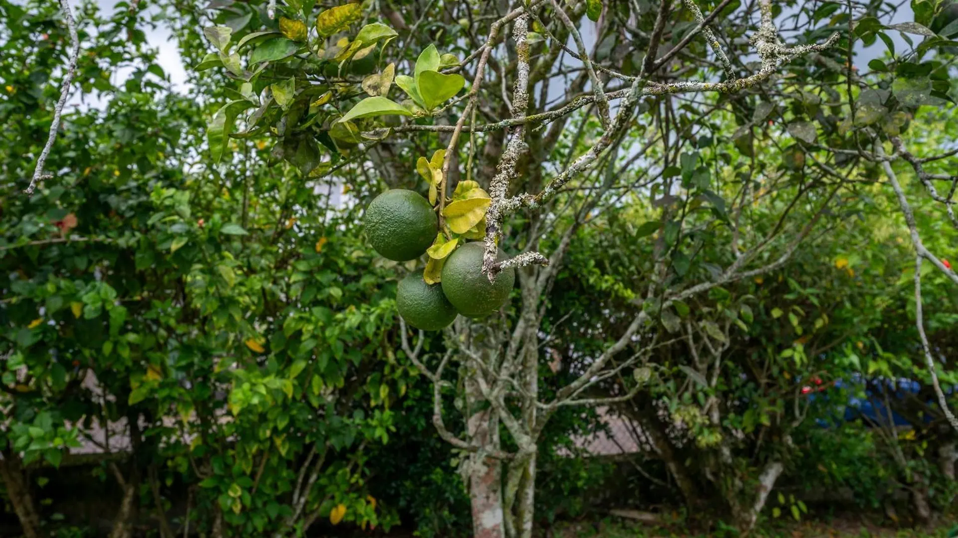 Semesterbostad Villa Sucree Sainte-Rose Guadeloupe