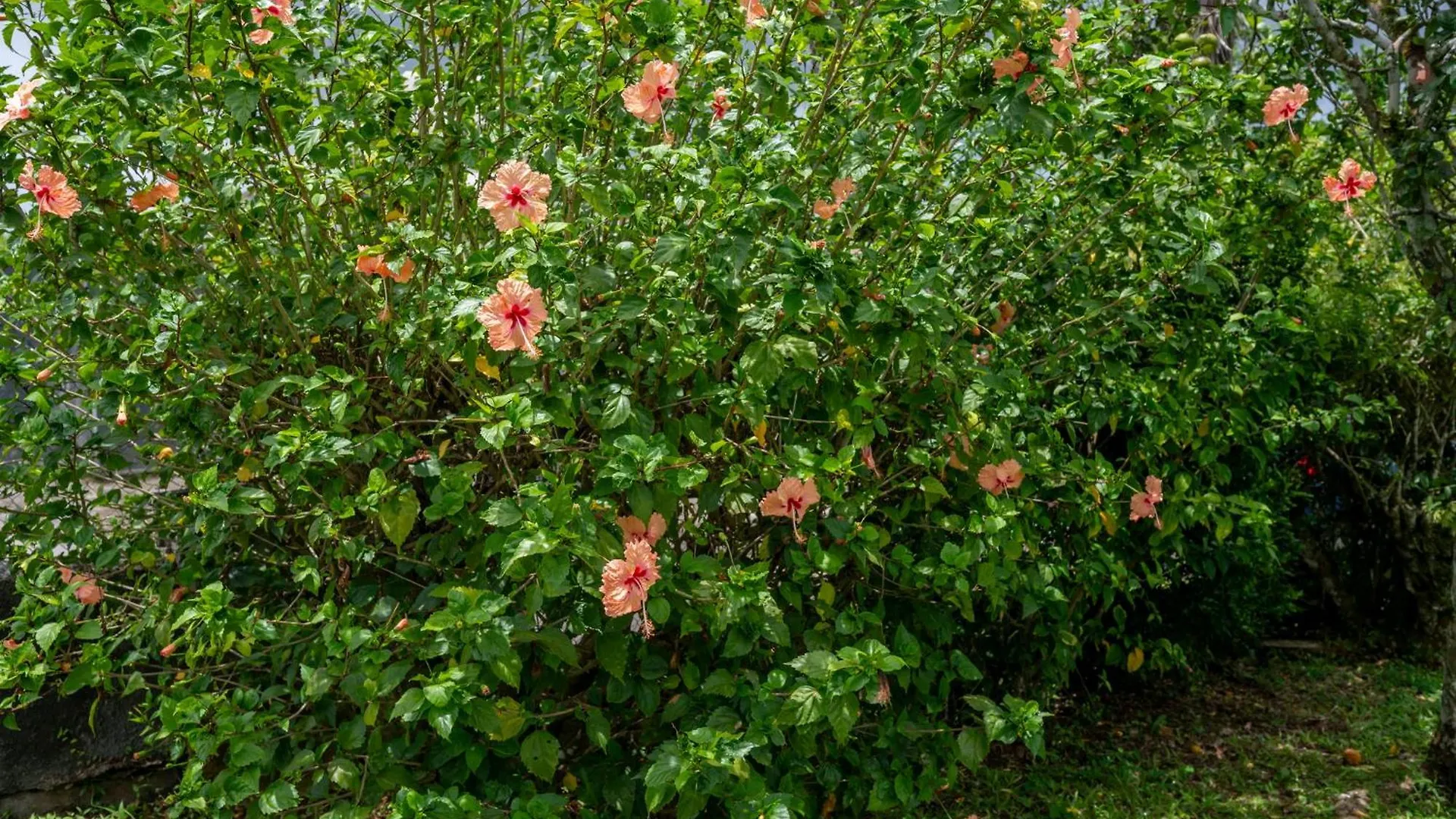 Casa vacanze Villa Sucree Sainte-Rose